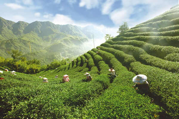 Taiwan's Hidden Harmony: Mountains, Tea & Coast - Image 2